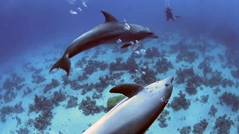 Pair of wild bottlenose dolphins Vídeo Stock 194783562