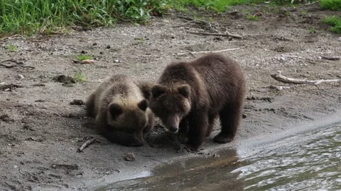 Pair of wild brown bear cubs play and wrestle in wildlife Vídeo Stock 149893820