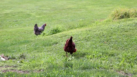 A Pair of wild chickens dissappear from view in the fields Stock Footage 78534113