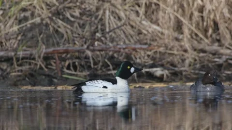 Pair of wild common goldeneye ducks swimming on a calm Norway river Vídeos de archivo 334044089
