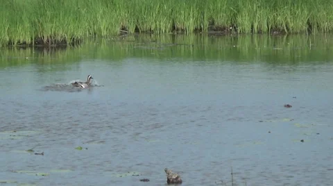 A pair of wild duck on a lake 스톡 동영상 49891105