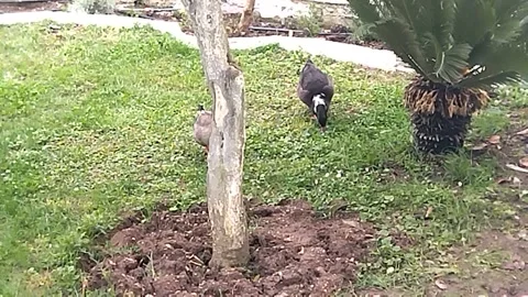 A pair of wild ducks are walking and chatting nicely near some flowers Video stock 305900621