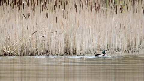 Pair of wild ducks in front of reeds Stock Footage 292227452