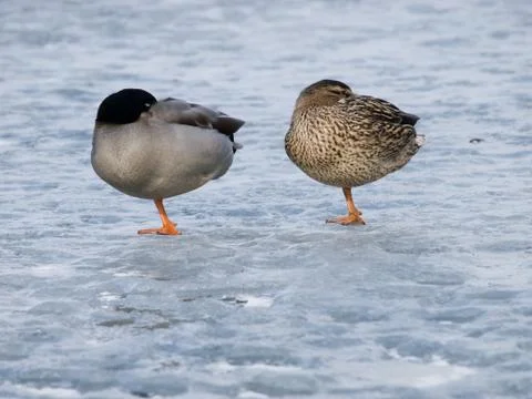 Pair of wild ducks Stock Photos