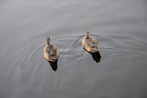 A pair of wild ducks swim forward through the dark water. Gray ducks. Wild Stock Photos