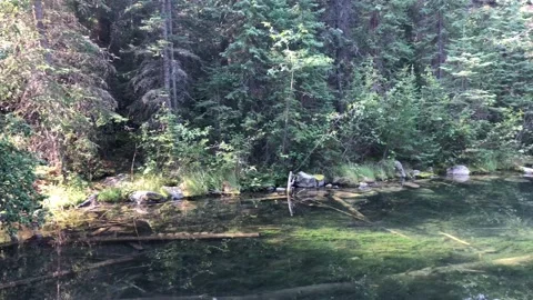A pair of wild ducks swimming in the alpine lake in the middle of the forest. 스톡 동영상 130404468
