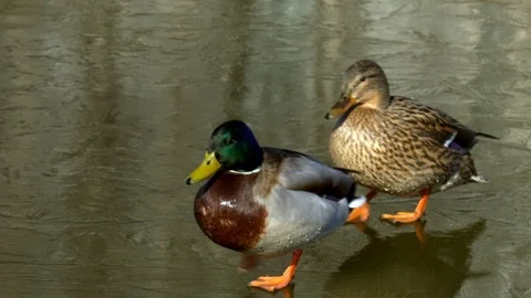 Pair of wild ducks walk on the ice of a frozen pond in the Park Stockbeeldmateriaal 127287891