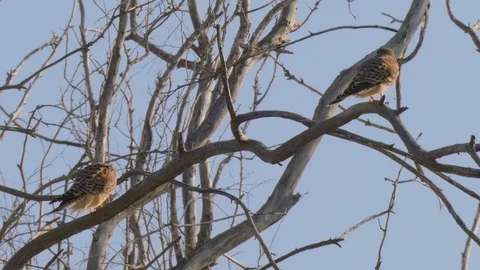 Pair of wild falcons on tree Stock Footage 92902203