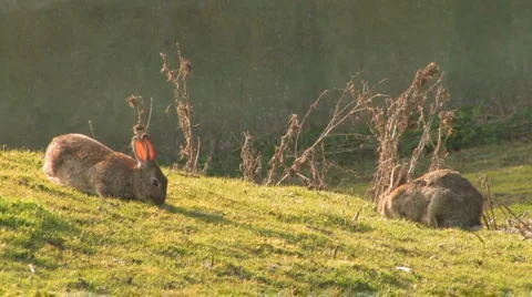Pair wild grazing Rabbits Stock-Footage 2868993