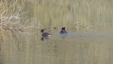 Pair of wild great crested grebes at nature reserve in south east England 4k Stock Footage 112717054
