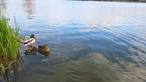 Pair of wild mallard ducks resting at the edge of a wide river Video stock 337654075