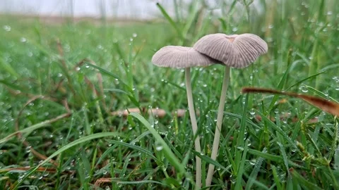 Pair Of Wild Mushrooms Standing In Dewy Lawn Turf Stockbeeldmateriaal 340370727