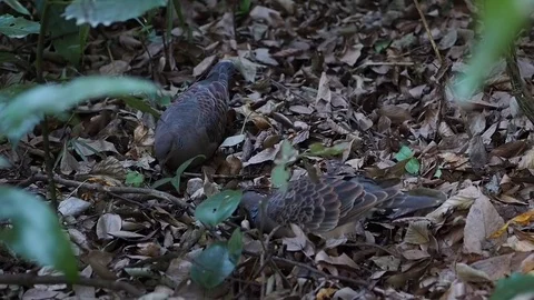 Pair of wild Oriental Turtle Doves, Streptopelia orientalis, feeding in forest. Stock Footage 84544339