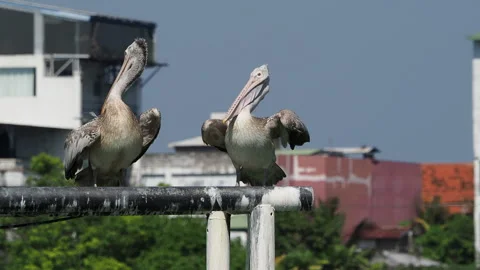 Pair of wild pelicans perching on a pole Stock Footage 340643071