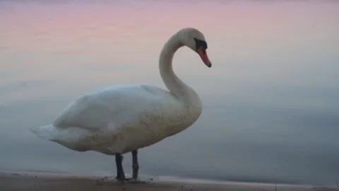 A pair of wild swans on forest lake Stock-Footage 130811232