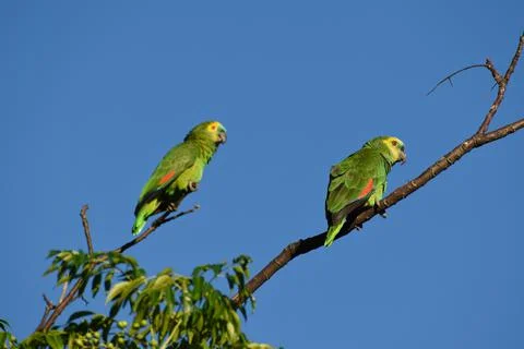 Pair of wild turquoise-fronted amazon (Amazona aestiva) parrot Stockfoto's