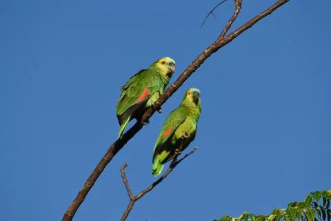 Pair of wild turquoise-fronted amazon (Amazona aestiva) parrot Stockfoto's