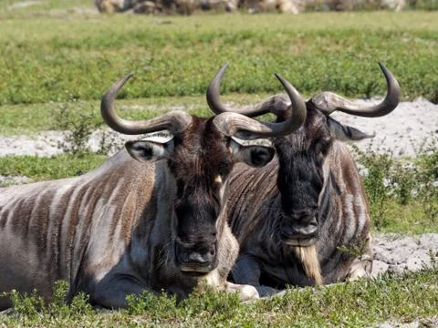 Pair of Wildebeest Stock Photos
