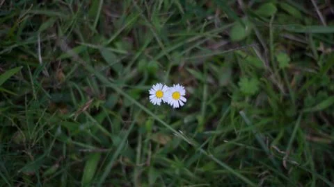 A pair of wildflowers Foto stock