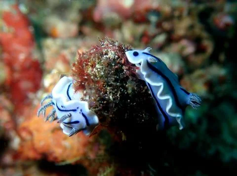 Pair of Willians Chromodoris Stock Photos