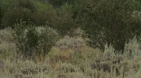 Pair of wolves approaching camera Stock Footage 21887804