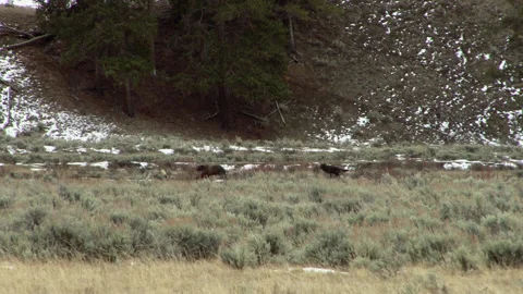 Pair Of Wolves Attack Young Grizzly Bear Stock Footage 130222010