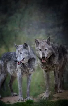 A pair of wolves in the dark forest Stock Photos