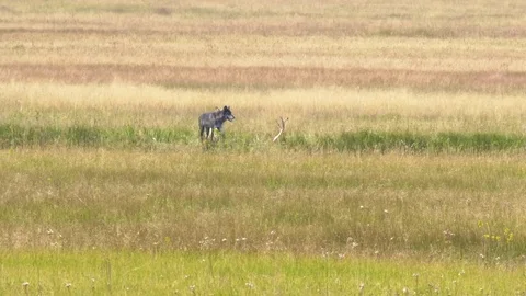 Pair of wolves feeding on an elk carcass at yellowstone Stock-Footage 80368032