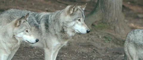 Pair of wolves in the forest side by side Stock Footage 168329017