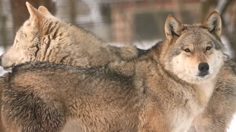 Pair of wolves navigate through heavy snowfall in a winter forest Stock Footage 303595579