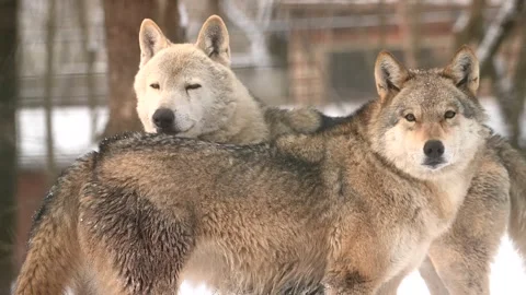 Pair of wolves navigating through heavy snowfall in a winter forest landscape Stock Footage 303607528