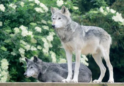 Pair of wolves Stock Photos