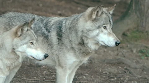 Pair of wolves side by side in forest Stock Footage 168329009