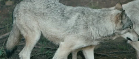 Pair of wolves walking out of frame Stock Footage 168329050
