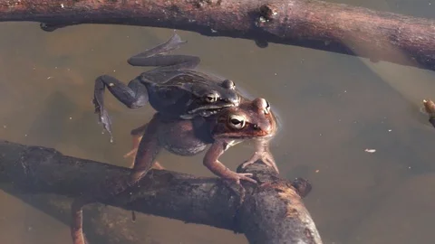 Pair of Wood Frogs in amplexus or mating in a pond, good audio 動画素材 98157140