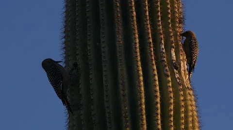 A Pair of Woodpeckers on a Cactus Stock Footage 49633191
