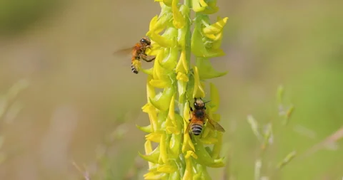 Pair of woolly wall bees sip nectar while hovering around yellow rattlepod Video stock 336491028