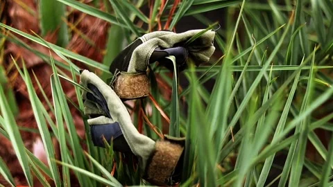Pair of Worn Work Gloves Tangled in Tall Green Grass Stock Footage 338189832