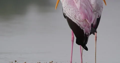 A pair of Yellow-billed Stork standing in shallow lake water Stock Footage 314797384