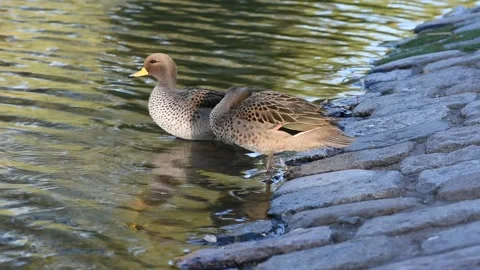 A pair of yellow-billed teal (Anas flavirostris) at a public park Stock Footage 218979264