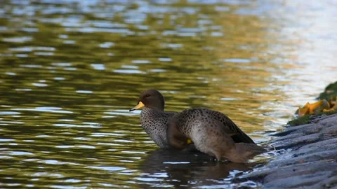 A pair of yellow-billed teal (Anas flavirostris) cleaning themselves Stock Footage 218979306