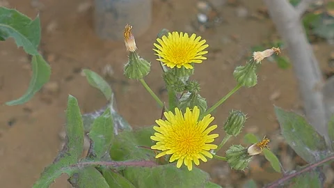 Pair of yellow dandelion on wind Stock Footage 92347479