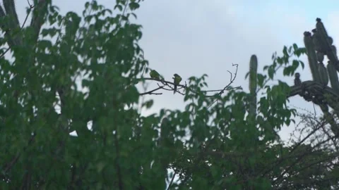 A pair of Yellow headed Parakeet’s perched on a tree branch preening their Video stock 172282691