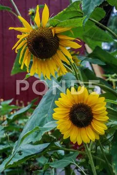 Pair of yellow sunflower Stock Photos