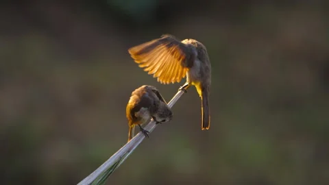 Pair of yellow vented bulbul birds preening on branch in golden light Stock Footage 344179340