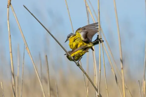 Pair of Yellow wagtails Stock Photos