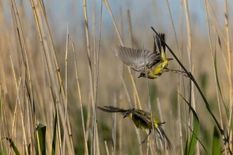 Pair of Yellow wagtails Stock Photos
