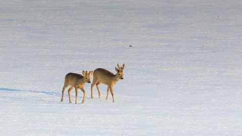 A pair of young deers walking through a snow-capped empty field. Stock Photos