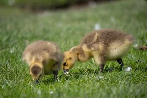 A pair of young gosling 库存照片