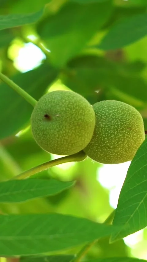 Pair of Young Green Walnuts Growing on Tree Branch Stock Footage 345972293
